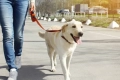 Kutya gyalogos törvény: mit lehet és nem lehet sétálni egy kisállat
